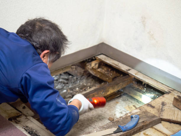 Best Certified Mold Removal  in Ellsworth, KS