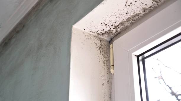 Best Black Mold Removal  in Ellsworth, KS