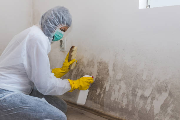 Best Residential Mold Removal  in Ellsworth, KS