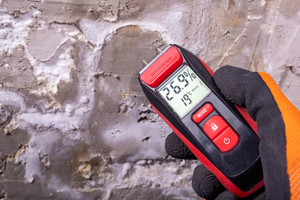 Best Same-Day Mold Removal  in Ellsworth, KS
