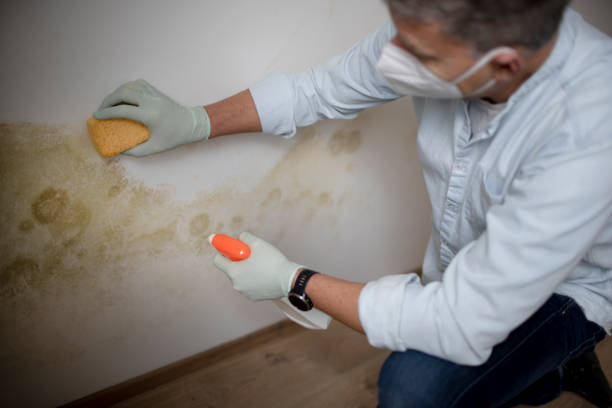 Best Mold Removal Company Near Me  in Ellsworth, KS
