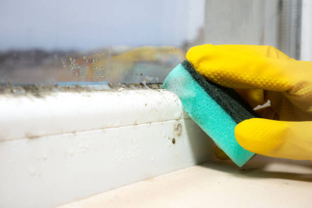 Best Mold Damage Repair  in Ellsworth, KS