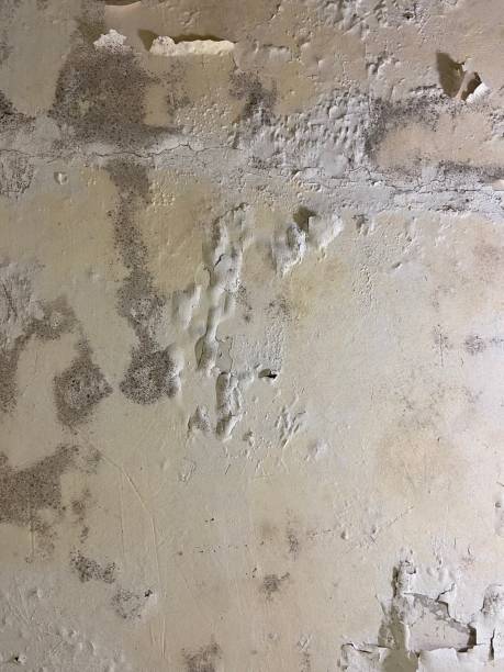Best Emergency Mold Removal  in Ellsworth, KS