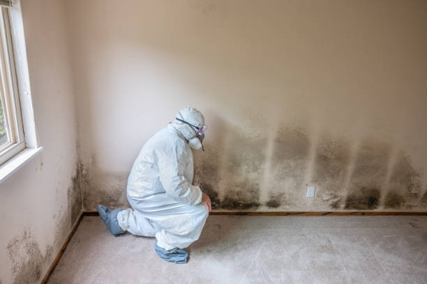 Ellsworth, KS Mold Removal Company
