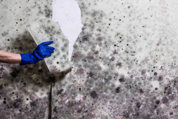 Best Mold Remediation  in Ellsworth, KS