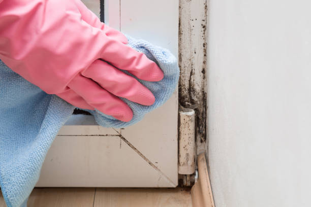 Best Mold Testing  in Ellsworth, KS