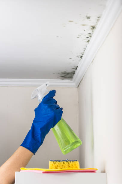 Best Mold Removal Near Me  in Ellsworth, KS