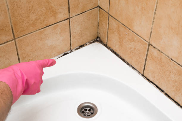 Best Mold Inspection  in Ellsworth, KS